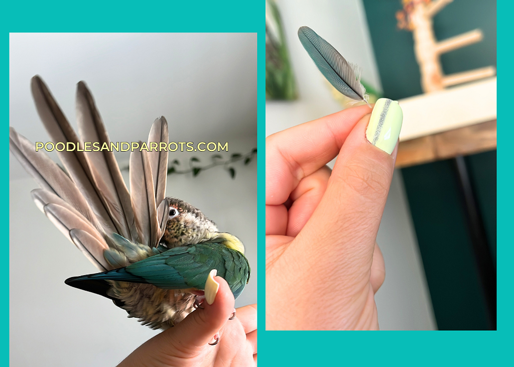 Caring for Parrots During Molting | Poodles and Parrots